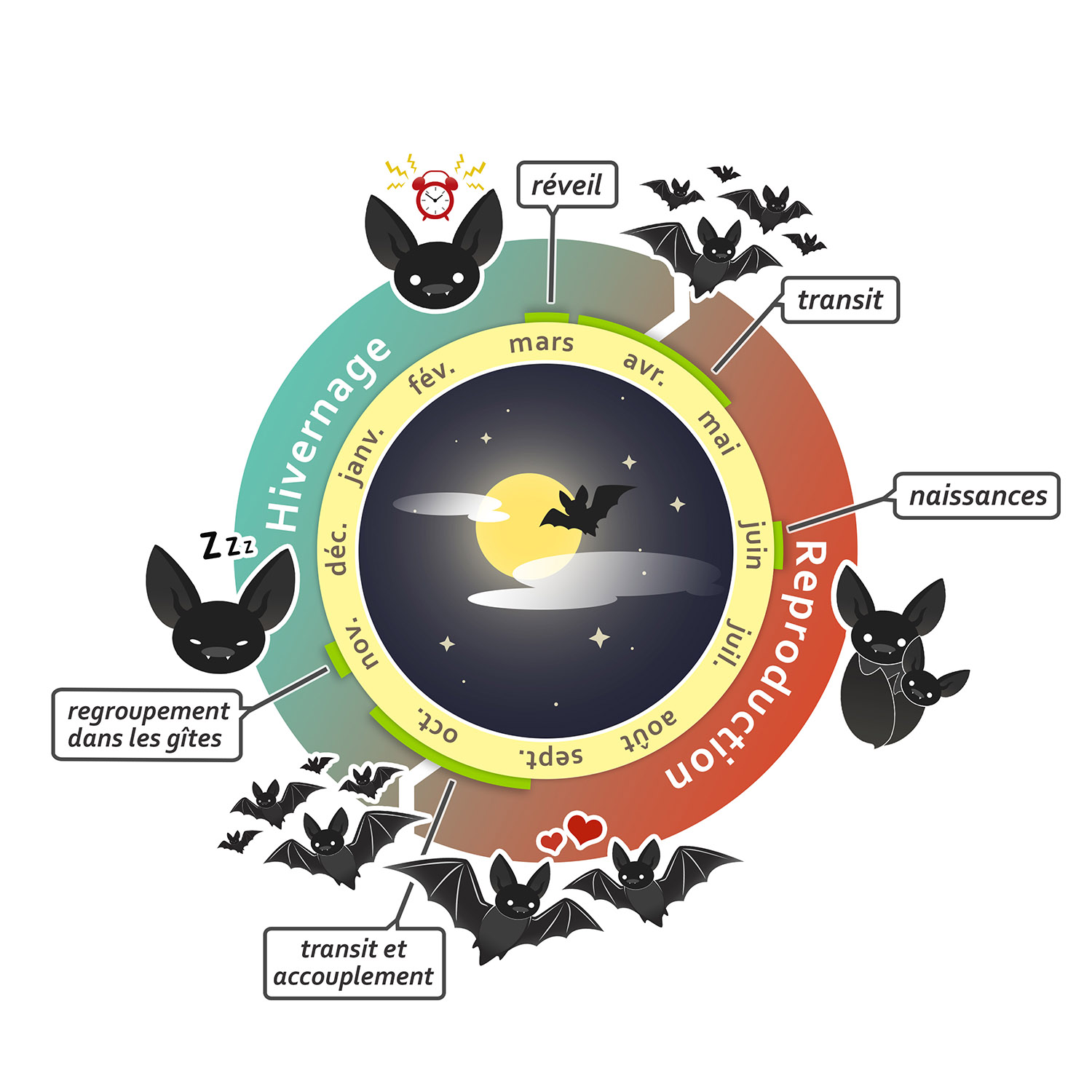 Infographie sur le cycle de vie des chauves-souris