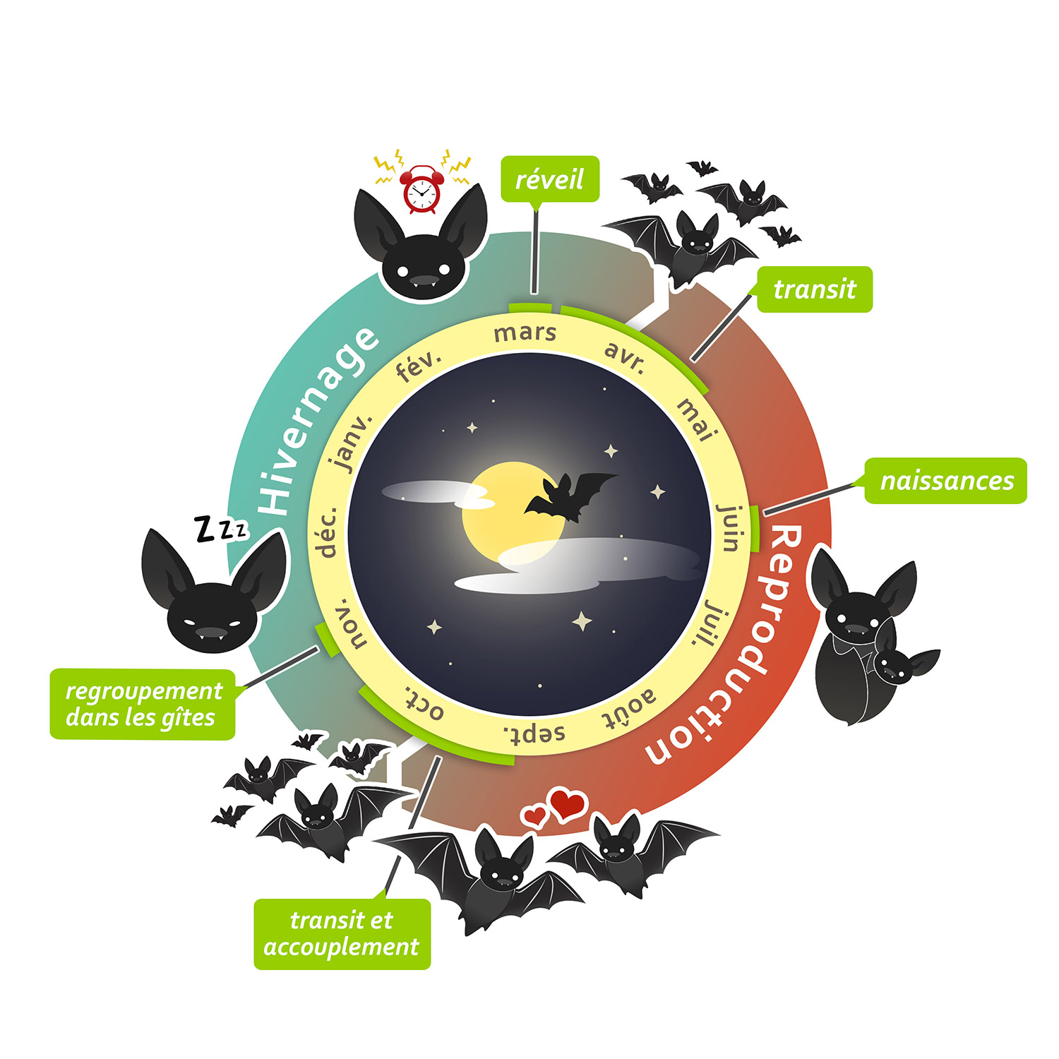 Infographie sur le cycle de vie des chauves-souris, deuxième version